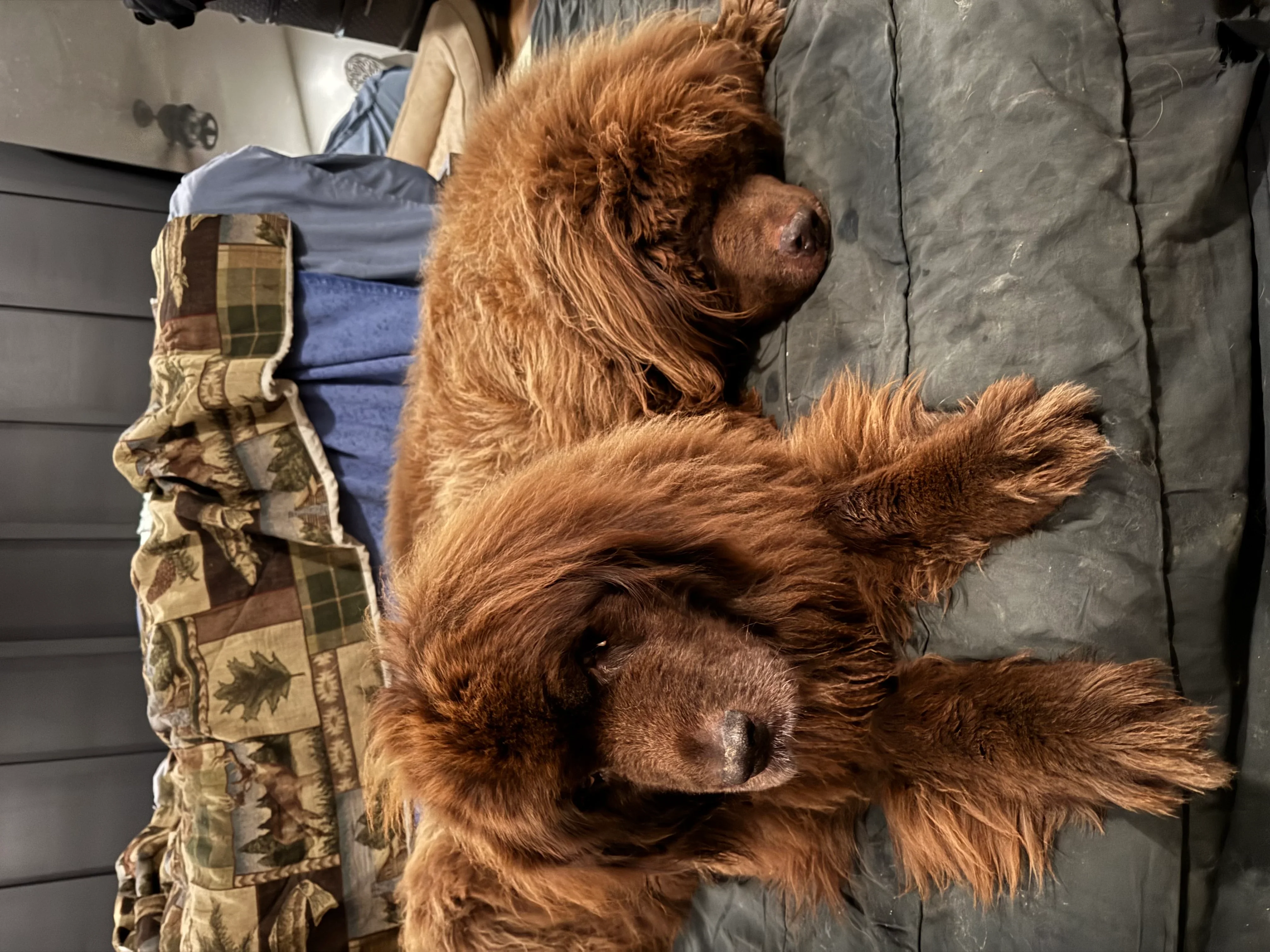 Brown dog resting indoors with plaid blanket and clothing visible