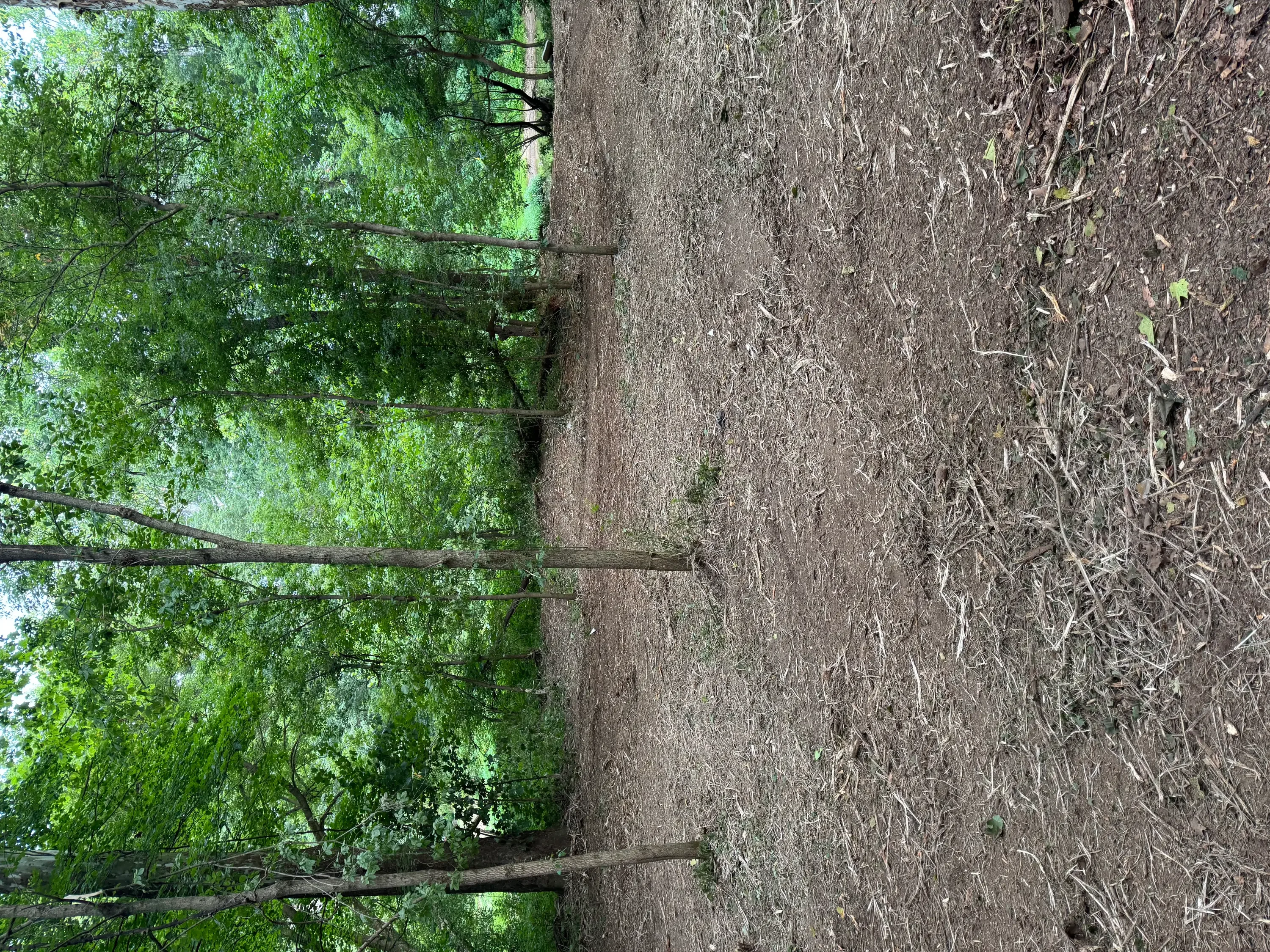 Land clearing project showing cleared dirt area next to dense overgrown vegetation with fallen branches
