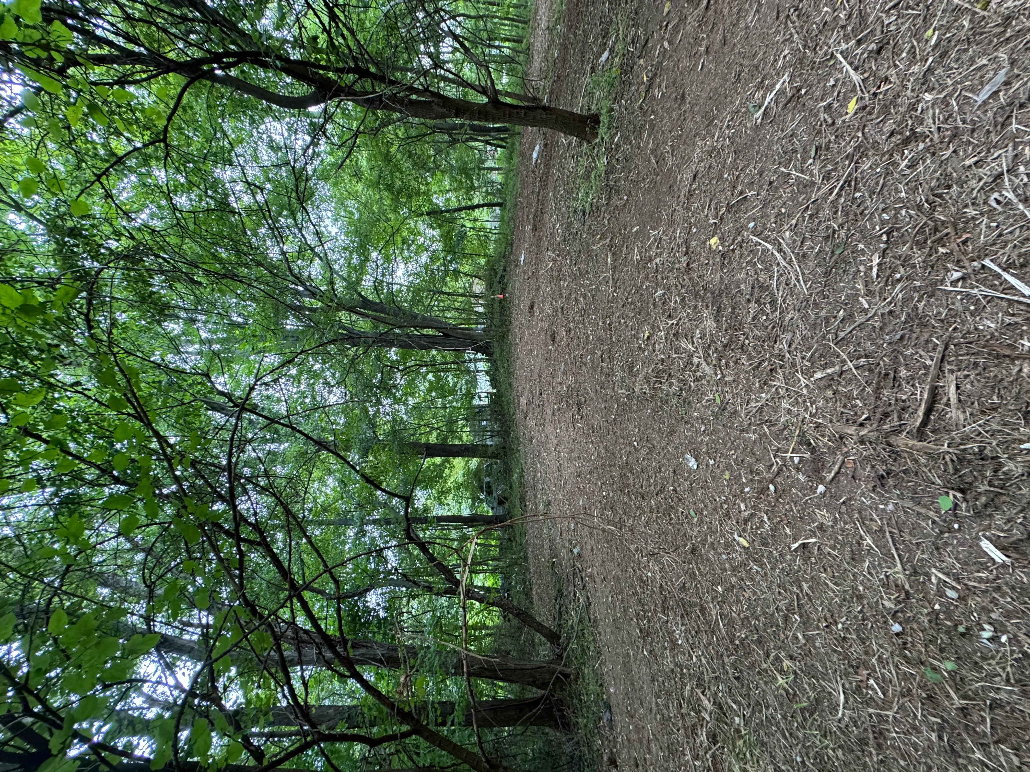 Cleared wooded area with removed brush and exposed ground after land clearing work